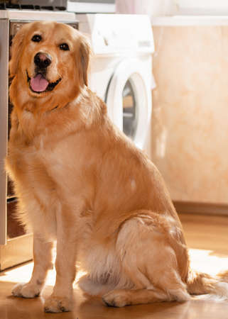 Golden Labrador Retriever bored on a wooden floor in the kitchen.Blurred background.の写真素材