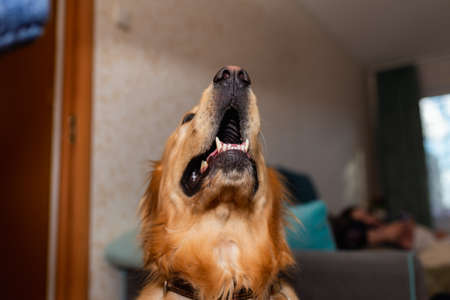Golden retriever dog open mouthed face jaws up at home.Focus on mouth.Closeup.の写真素材