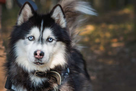 Husky dog on leash closeup portrait in park or forest natural lightの写真素材