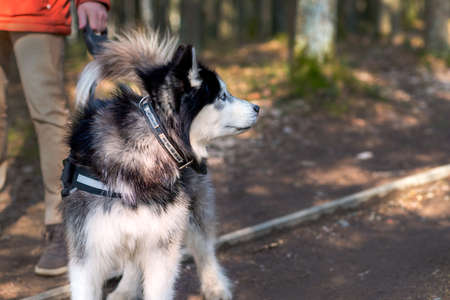 Husky dog on leash closeup portrait in park or forest natural lightの写真素材