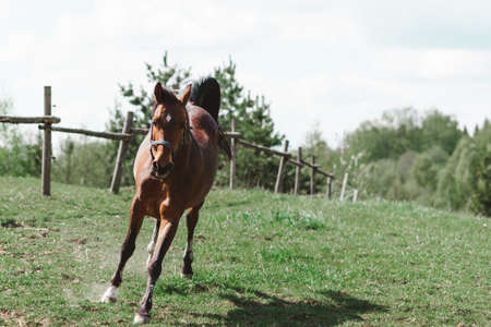 Beautiful brown horse galloping across the field against the blue sky.Purebred horse galloping across a green summer ranch.の写真素材