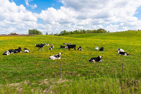 Black and white cows in a green grassy field on a bright and sunny day. Cows lying on green grass.Rural farmer concept.の写真素材