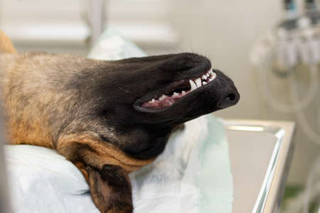 Dog German shepherd lying on the operating table before surgery. Large German shepherd dog under anesthesia in veterinarian clinic lying on the operating table under full anesthesia.Closeup.の写真素材