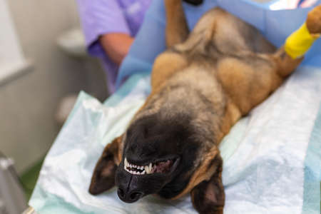 Dog under anesthesia during the surgery in a vet clinic.German shepherd is anesthetized. Veterinary...