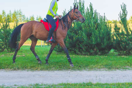 Woman racing, riding horse in summer nature.Equestrian on a horse.Horse dressage show horse in motion.Nature summer forest background.の写真素材