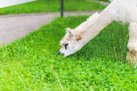 Cute white Alpaca on a green grass background.Cute Alpaca on the farm. Beautifull Vicugna pacos.Summer day.の写真素材