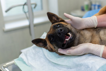 Anesthetized dog's head during surgery.Woman vet hands with latex glove caressing dog's head after surgery.Closeup,veterinarian room.の写真素材