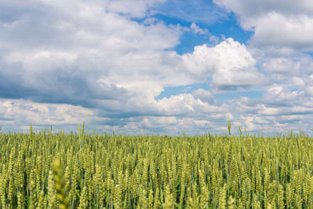 Beatiful landscape rural countryside green raw wheat field with common poppy seed on a summer day.の写真素材