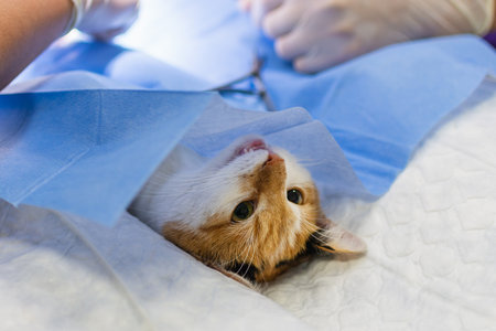 Cat on surgical table during surgery castration in veterinary clinic.Veterinary doctor during cat surgery in veterinary clinic.operation is performed on operating table,closeup.Veterinary concept.の写真素材