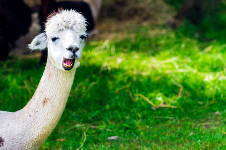 Cute white Alpaca on a green grass background.Cute Alpaca on the farm. Beautifull Vicugna pacos.Summer day.Copy space.の写真素材