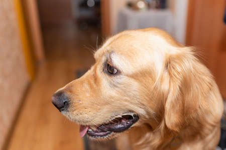 Golden retriever dog with mouth opened sitting on the floor,dog portraits golden labrador at home.Closeup.Side view.の写真素材