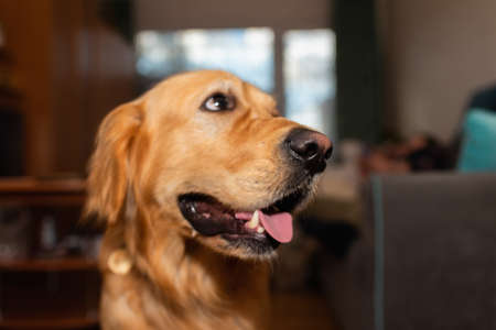Golden retriever dog with mouth opened sitting on the floor,dog portraits golden labrador at home.Closeup.Side view.の写真素材