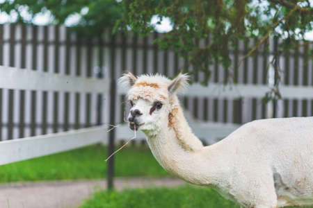 Cute white Alpaca on a green grass background.Cute Alpaca on the farm. Beautifull Vicugna pacos.Summer day.の写真素材