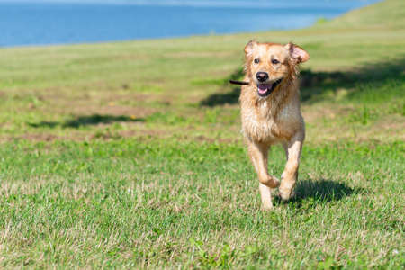 Golden retriever dog running on the summer field.Labrador retriever dog outdoors in the nature on a grass meadow on a summer day.の写真素材