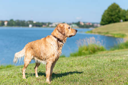 Wet Golden labrador dog staying near the water.Very happy Labrador retriever. Water is near.Copy space.の写真素材