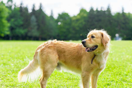 Portrait golden retriever dog on green grass near forest on a summer day.Labrador retriever portrait on the grass. Blurred background.copy space.の写真素材