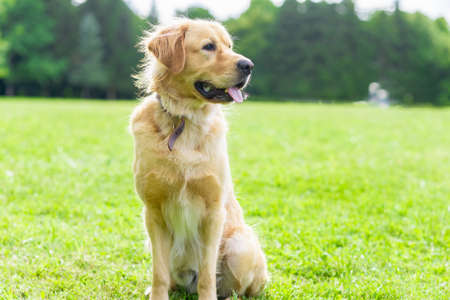 Portrait golden retriever dog on green grass near forest on a summer day.Labrador retriever portrait on the grass. Blurred background.copy space.の写真素材