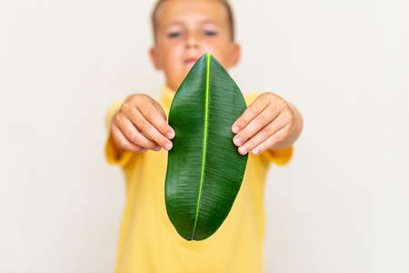 Green Energy,ESG. Renewable and Sustainable Resources.Environmental, social and corporate governance.Environmental and Ecology Care Concept.Boy Hand Holding Green Leaf on Chest.Copy space.の写真素材