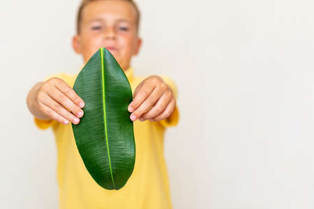 Renewable and Sustainable Resources.Environmental and Ecology Care Concept.Boy Hand Holding Green Leaf on Chest.Copy space.の写真素材