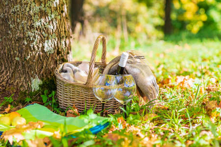 Basket,blanket,wine and glasses on yellow autumn leaves,next to a tree. A cozy autumn picnic in the park, a nice sunny autumn day.Copy space.の写真素材