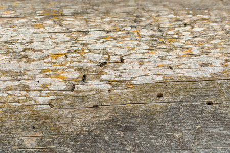 Old traces of the pest on the bark of a tree. Abstract texture background.Close-up.の写真素材