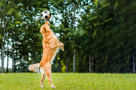 Soccer player golden dog retriever play a soccer ball on the grass, meadow at the summer park outdoors.の写真素材
