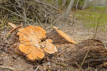 Deforestation, forest clearing,tree stumps and felled forest. Deforested area in a forest with...