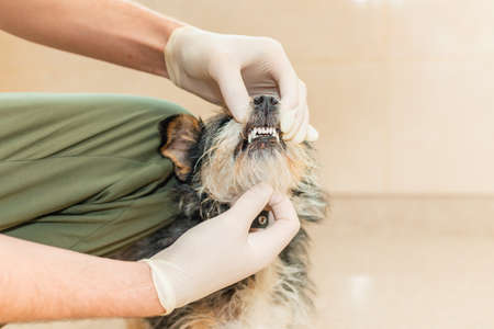 A veterinarian checks the teeth of an old dog.An adult mixed breed dog is being examined by a veterinarian.の写真素材