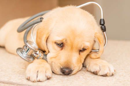 Little sleepy dog labrador as a vet wearing stethoscope lying on the table in the clinic.の写真素材