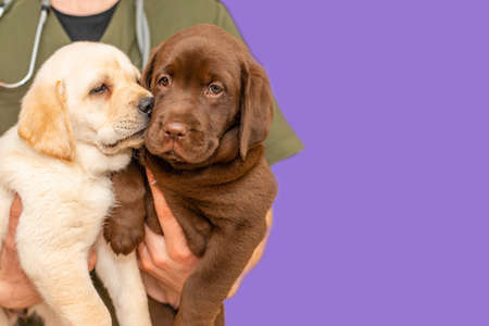 Adorable labrador puppy dogs sitting confortably in the arms of veterinary healthcare professional doc.Veri peri,purple,background.Isolated.Closeup.の写真素材