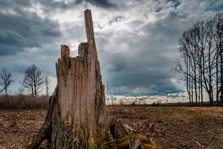 Broken tree trunk.Big Old break broken tree at autumn cloudy sky.Dramatic Landscape background.の写真素材