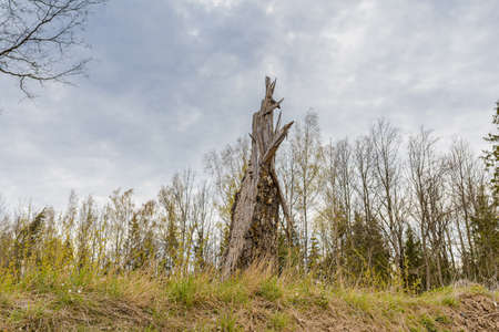 Old Broken tree after storm damage.one tree trunk broken by strong winds in the forest.Spring cloudy day.の写真素材