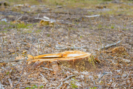 Deforestation, forest clearing,tree stumps and felled forest. Deforested area in a forest with cutted trees.の写真素材