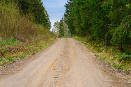 Empty Sandy country road near the forest,fluffy clouds,summer evening landscape.の写真素材