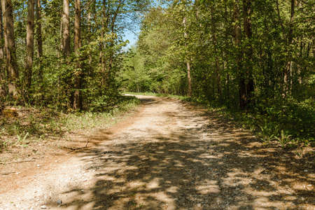 Pathway With Trees On Sunny Day In summer Forest.The road is winding.の写真素材