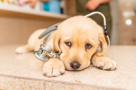 Little sleepy dog labrador as a vet wearing stethoscope lying on the table in the clinic.の写真素材