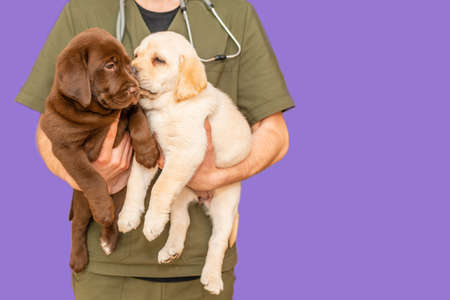 Adorable labrador puppy dogs sitting confortably in the arms of veterinary healthcare professional...