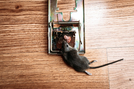 A gray mouse is pressed in a mousetrap at home. Concept of residential intruders.の写真素材