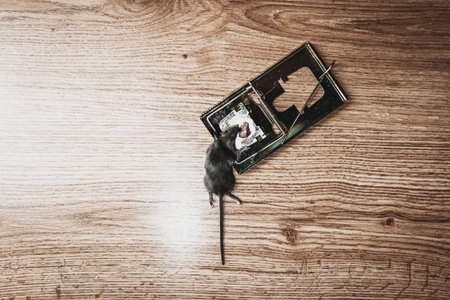 A gray mouse is caught in a mousetrap at home. Concept of unwanted residential intruders. copy space. Toned.の写真素材