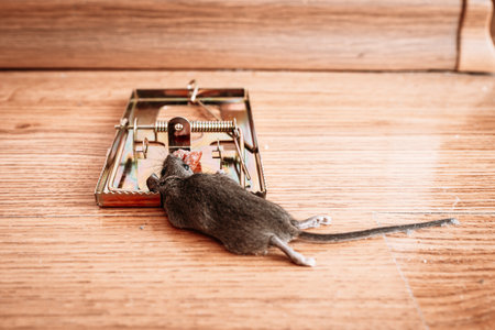 A gray mouse is pressed dead in a mousetrap at home. Concept of unwanted residential intruders.の写真素材
