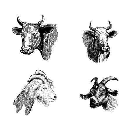 EID AL ADHA GRAPHIC ILLUSTRATION MUSLIM TRADITIONのイラスト素材