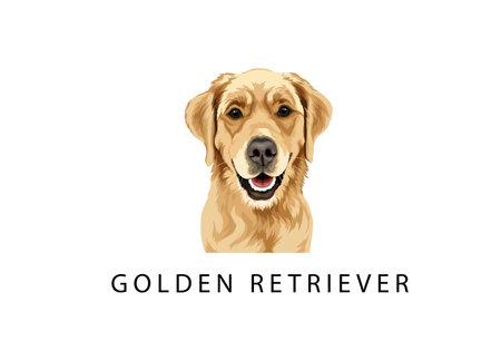 close up adorable Golden retriever lying with hanging tongue vector illustrationのイラスト素材