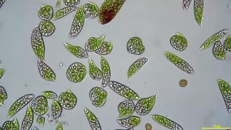 micro organism bacterium microscopic life zoom