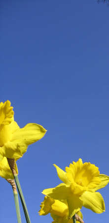 daffodilの写真素材