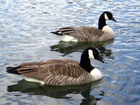 Geese Swimmingの写真素材