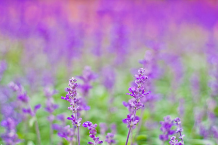 Lavender Flowersの写真素材