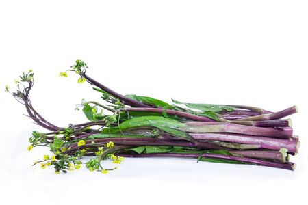 red kale on a white backgroundの写真素材