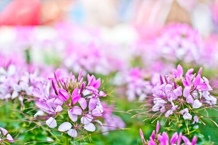 summer flowers backgroundの写真素材