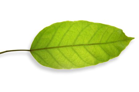 green leafの写真素材