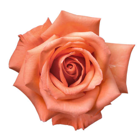 pink rose isolated on white backgroundの写真素材